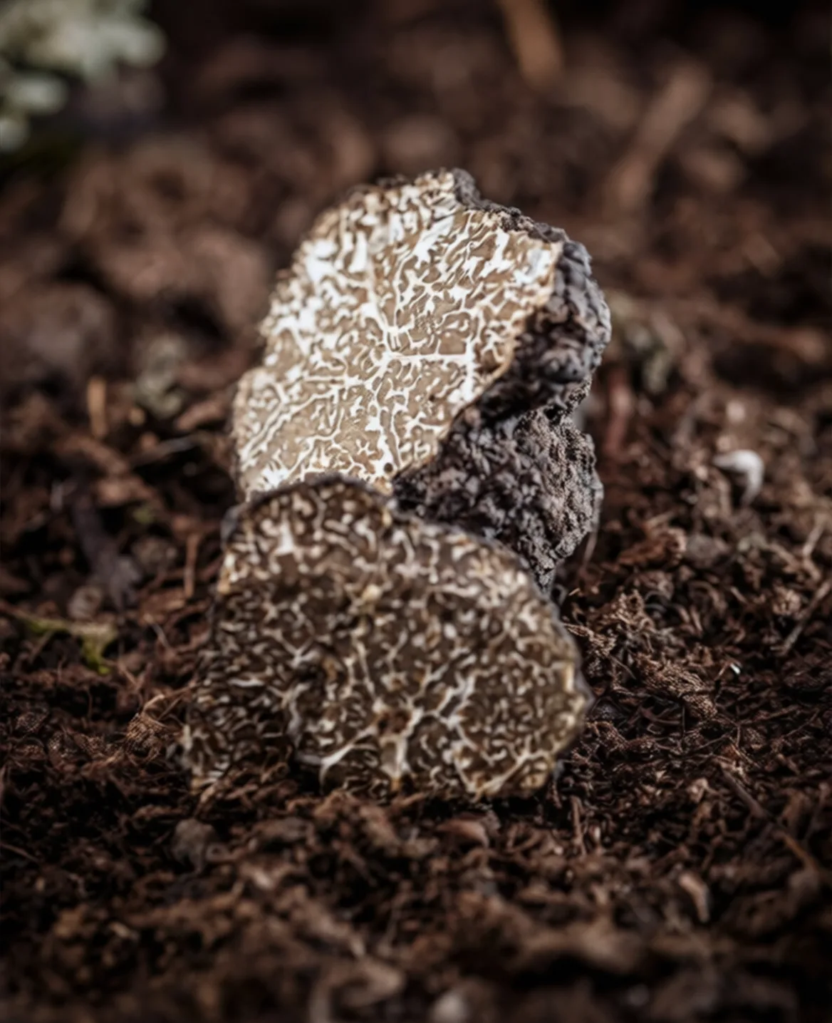 tartufo bianco pregiato vendita